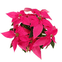 Poinsettia | Princettia Pink