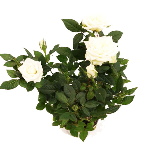 Flowering Rose | White | Potted Houseplants