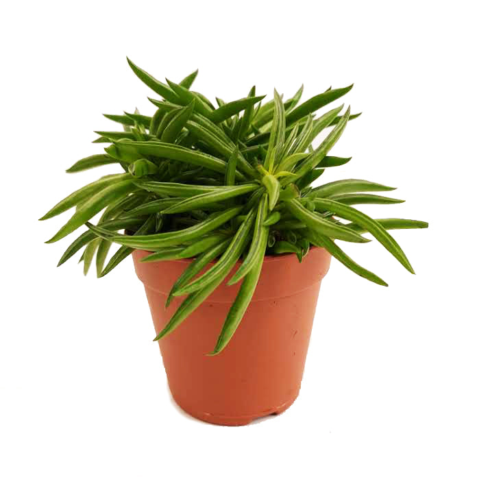 Peperomia | Happy Bean