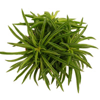 Peperomia | Happy Bean