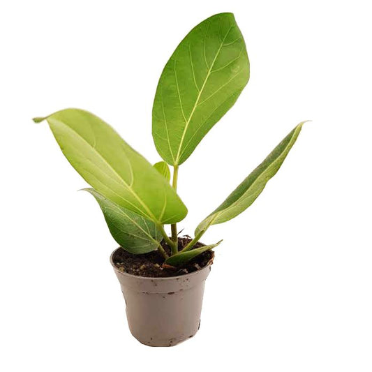 Bengal Fig | Audrey | Potted Houseplants