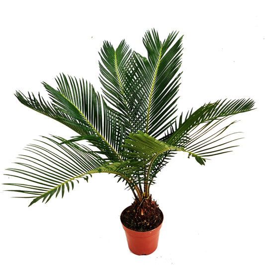 Sago Palm | Potted Houseplants