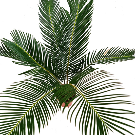 Sago Palm | Shade Loving Plants