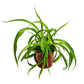 Curly Spider Plant | Green Bonnie
