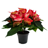 Poinsettia | Ice Cream