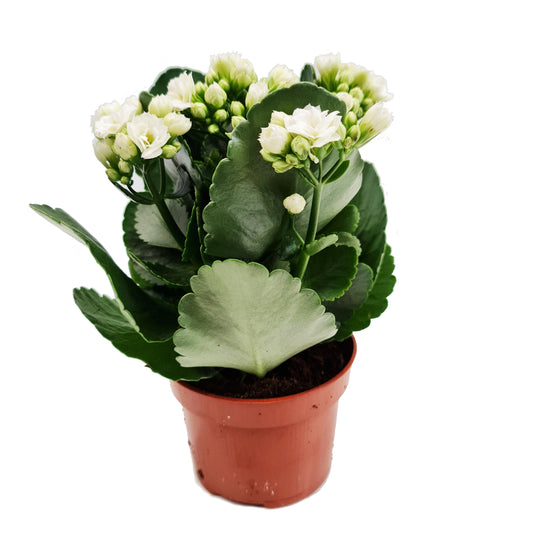 White Kalanchoe | Indoor Succulent Plants