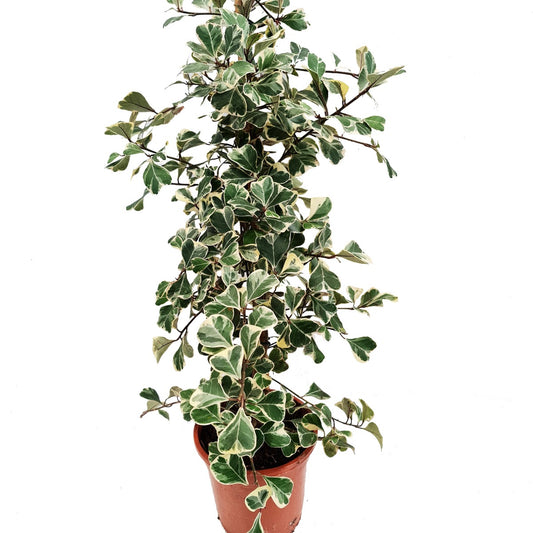 Sweetheart Fig | Potted Houseplants