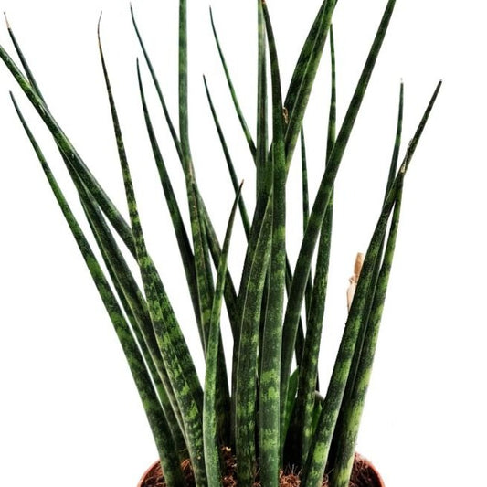 Snake Plant | Fernwood Mikado | Potted Houseplants