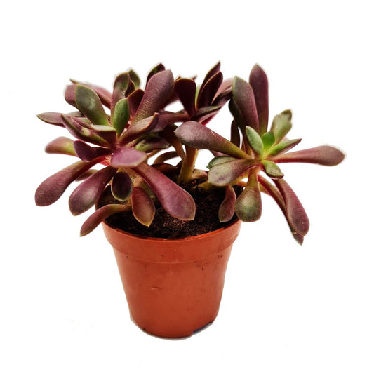 Sand Rose | Red Sun | Potted Houseplants