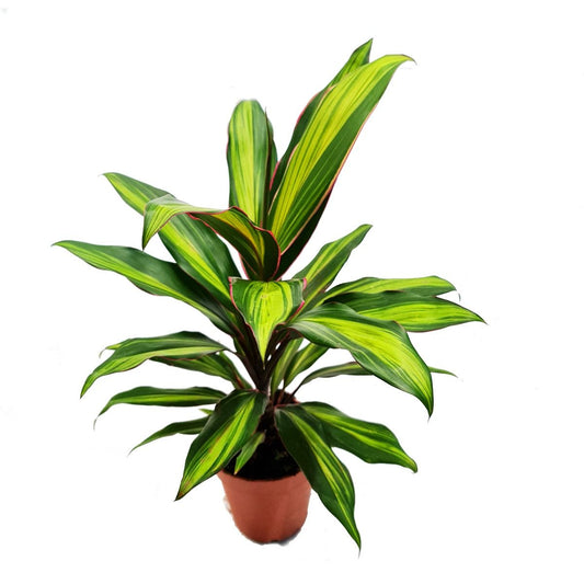 Good Luck Plant | Kiwi | Air Purifying Plants