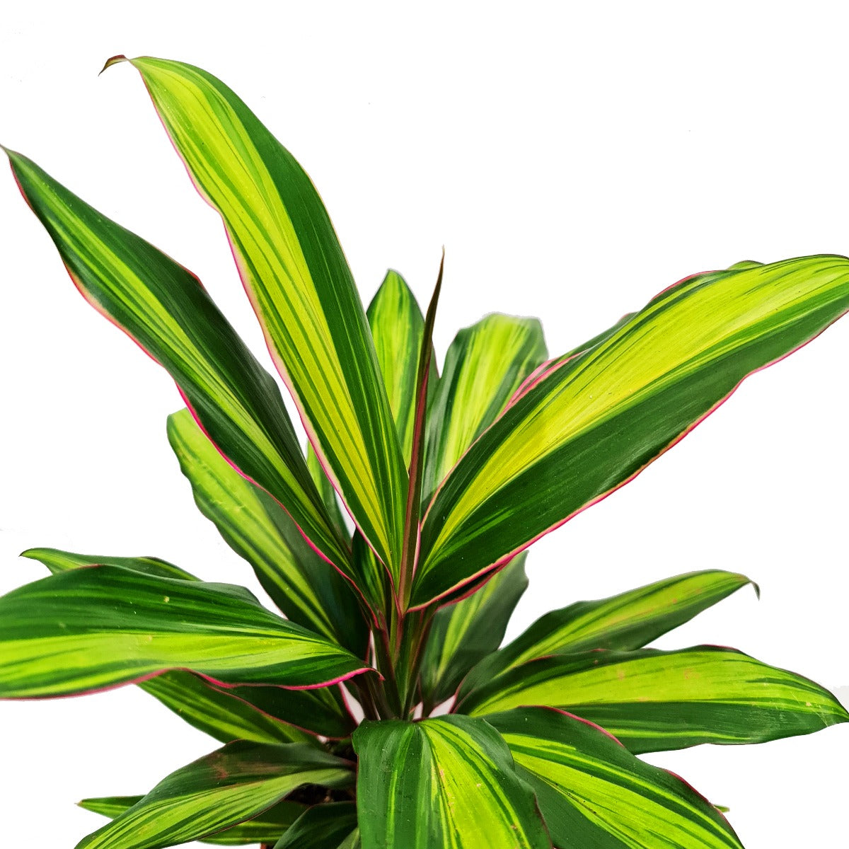 Good Luck Plant | Kiwi