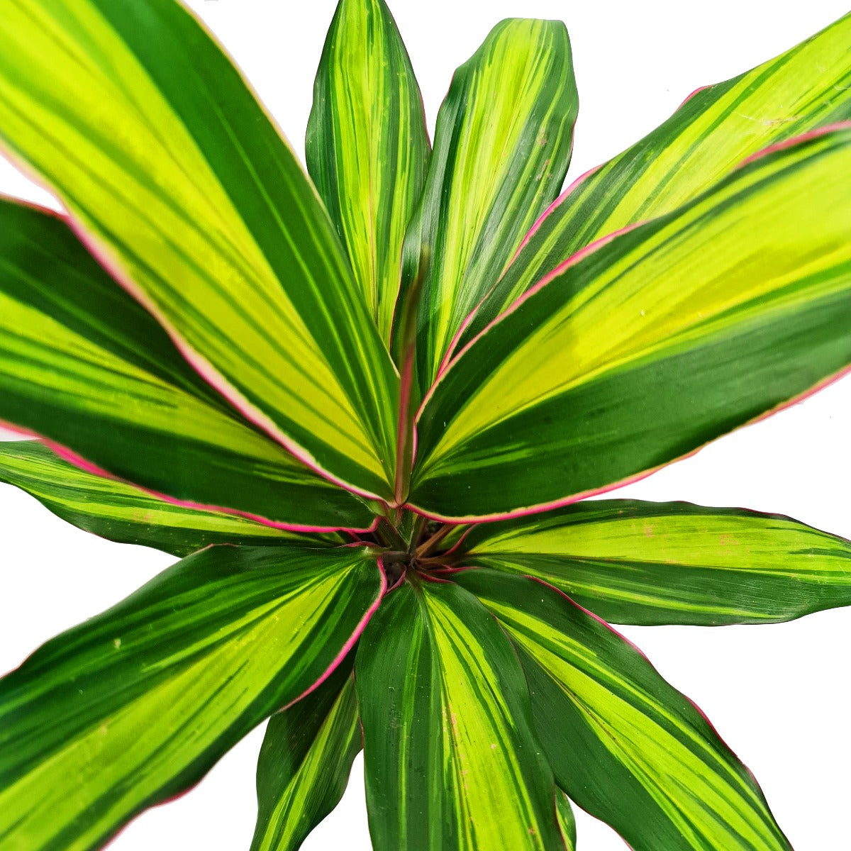 Good Luck Plant | Kiwi