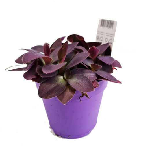 Wandering Dude | Purple Heart | Hard To Find | Air Purifying Plants