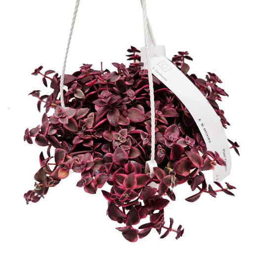 Calico Kitten | Red Rubra | Potted Houseplants