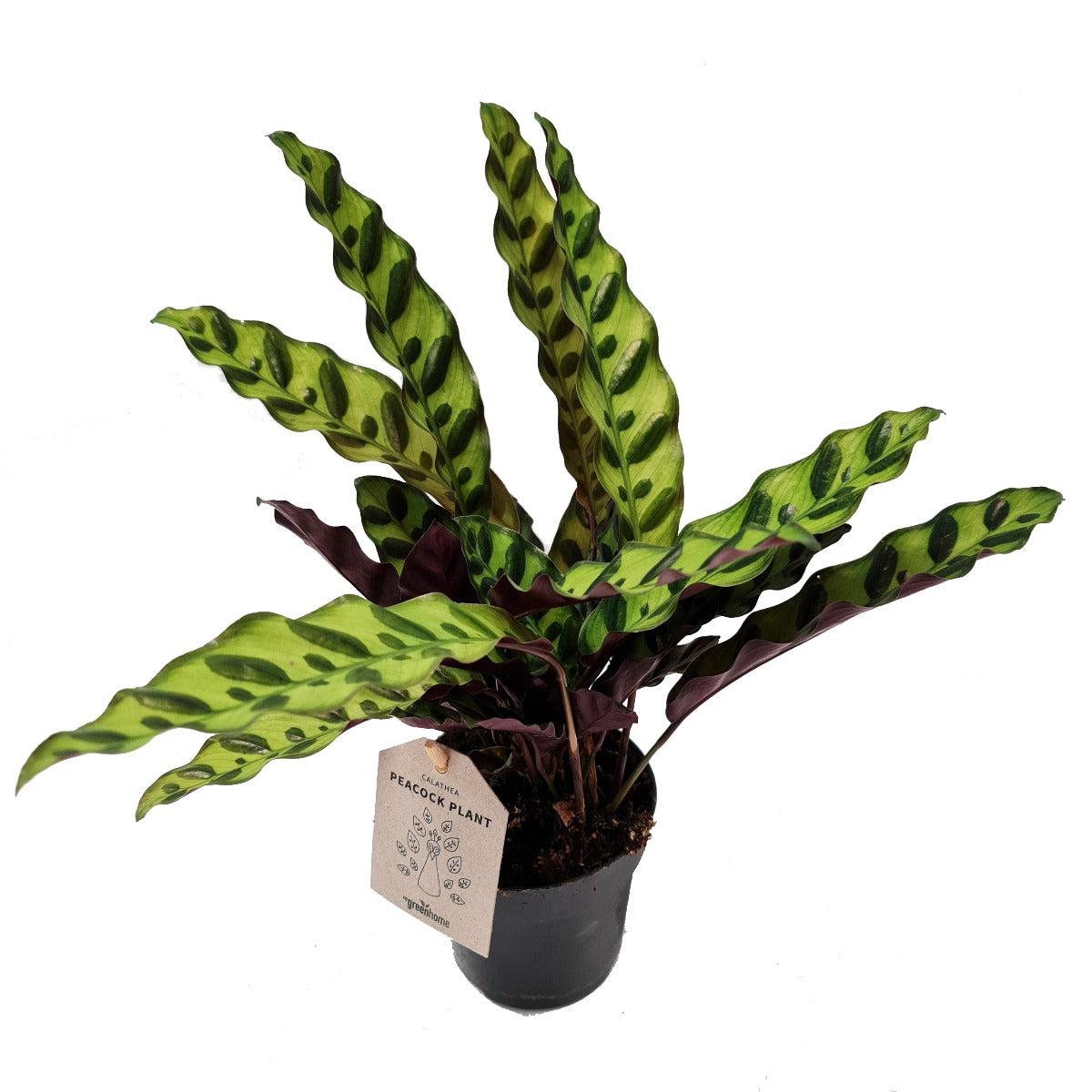 Rattlesnake Plant | Lancifolia