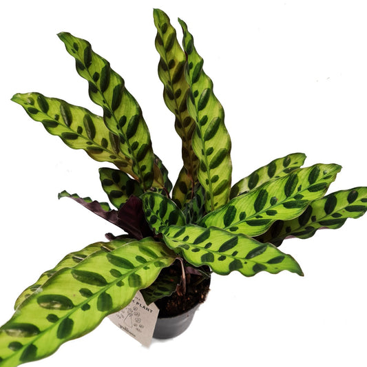 Rattlesnake Plant | Lancifolia | Potted Houseplants