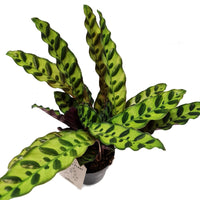 Rattlesnake Plant | Lancifolia