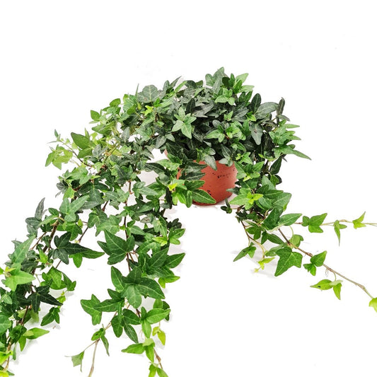 English Ivy | Shamrock | Shade Loving Plants