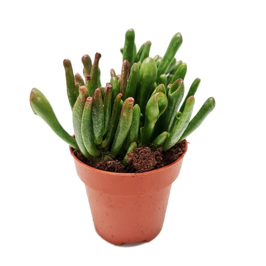 Crassula | Hobbit | Perfect Plants for Under £30