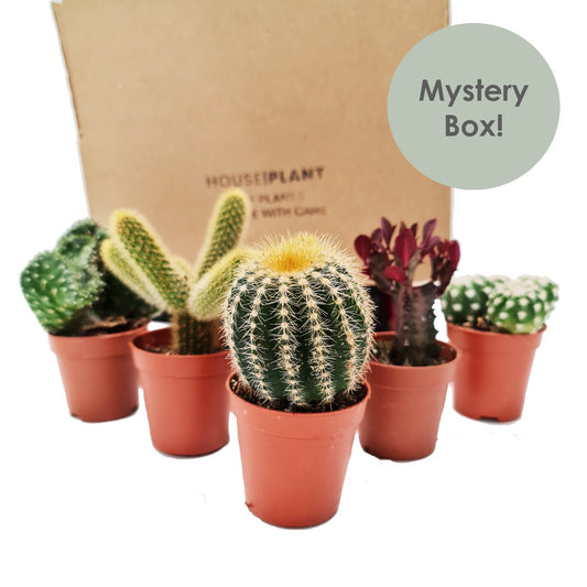 Cacti | Mystery Box | Small Plants & Tot Pots