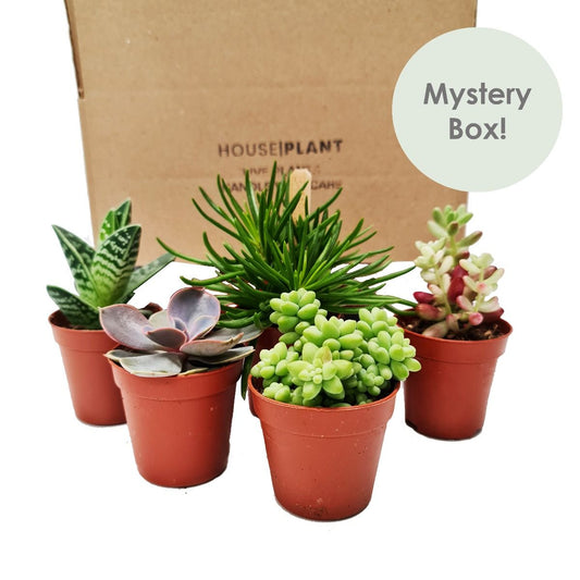 Succulove | Mystery Box | Perfect Plants for Under £50