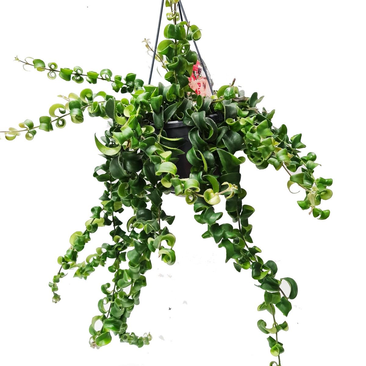 Lipstick Plant | Rasta