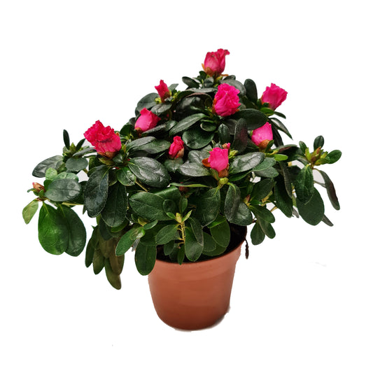 Flowering Azalea | Easy Care Houseplants