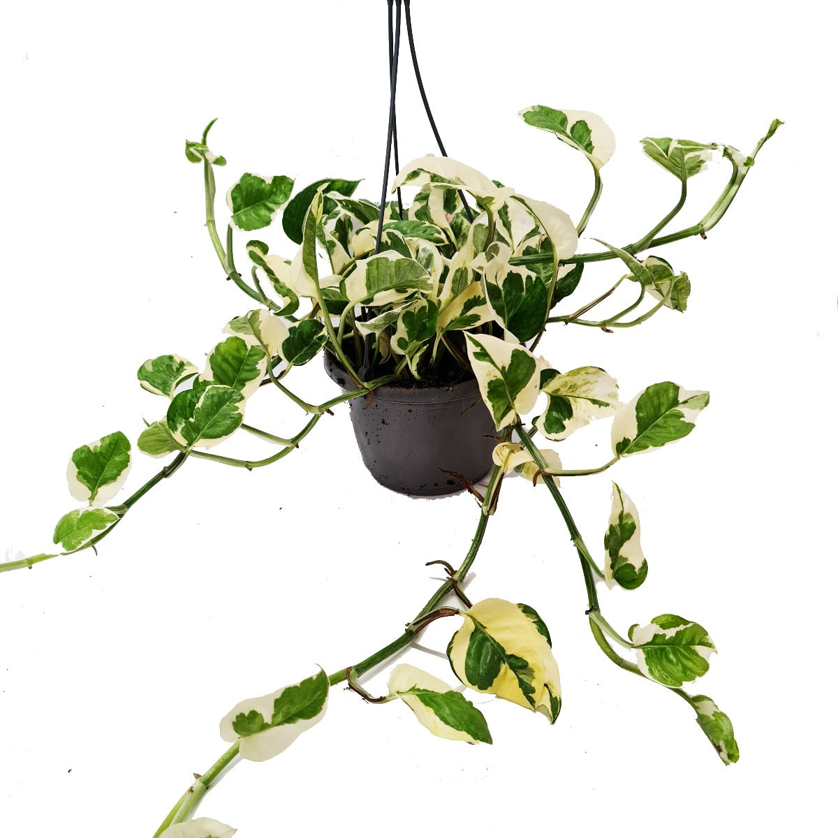 Pothos | Happy Leaf | N'joy