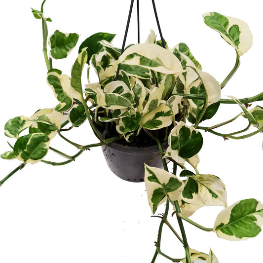 Pothos | Happy Leaf | N'joy | Variegated Plants