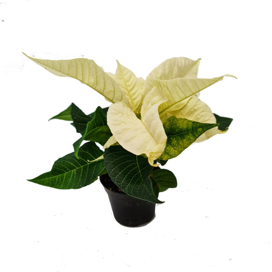 Poinsettia | Princettia White | Potted Houseplants