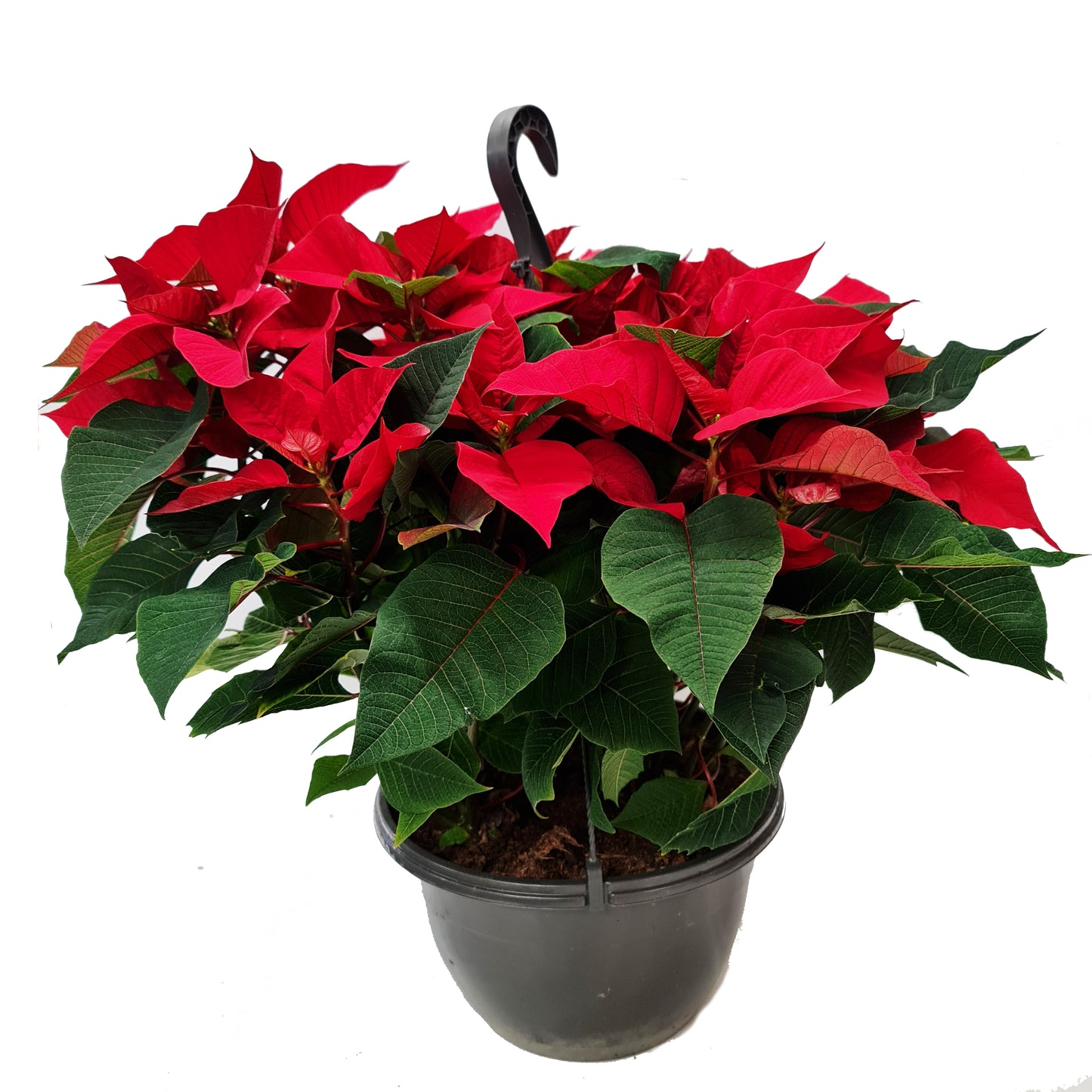 Luxury Poinsettia | Red | British Grown