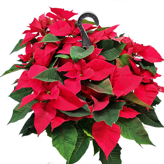 Luxury Poinsettia | Red | British Grown | Potted Houseplants