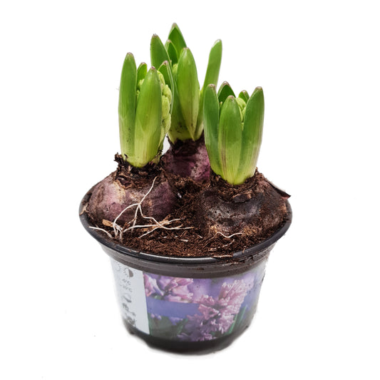 Scented Hyacinths | Potted Houseplants