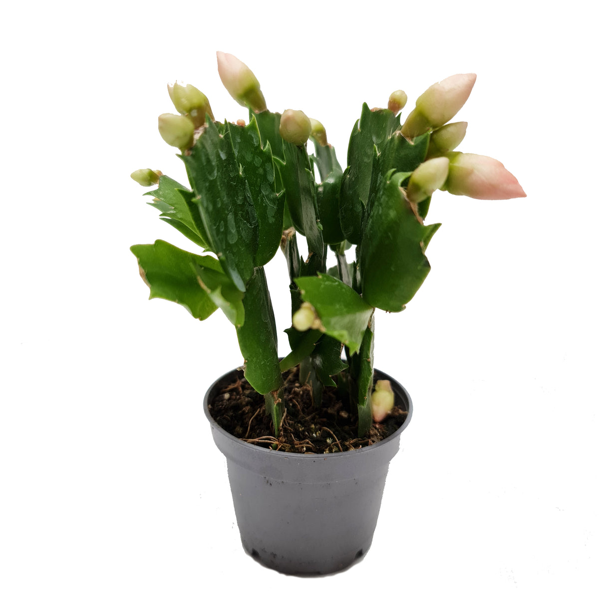 Flowering Cactus