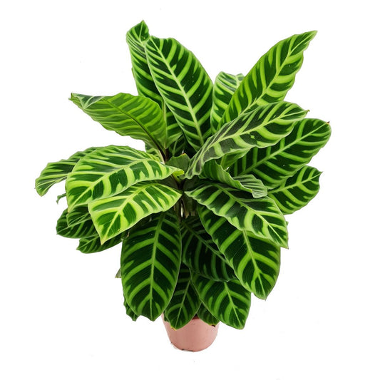 Prayer Plant | Zebrina | Large Leaf Plants