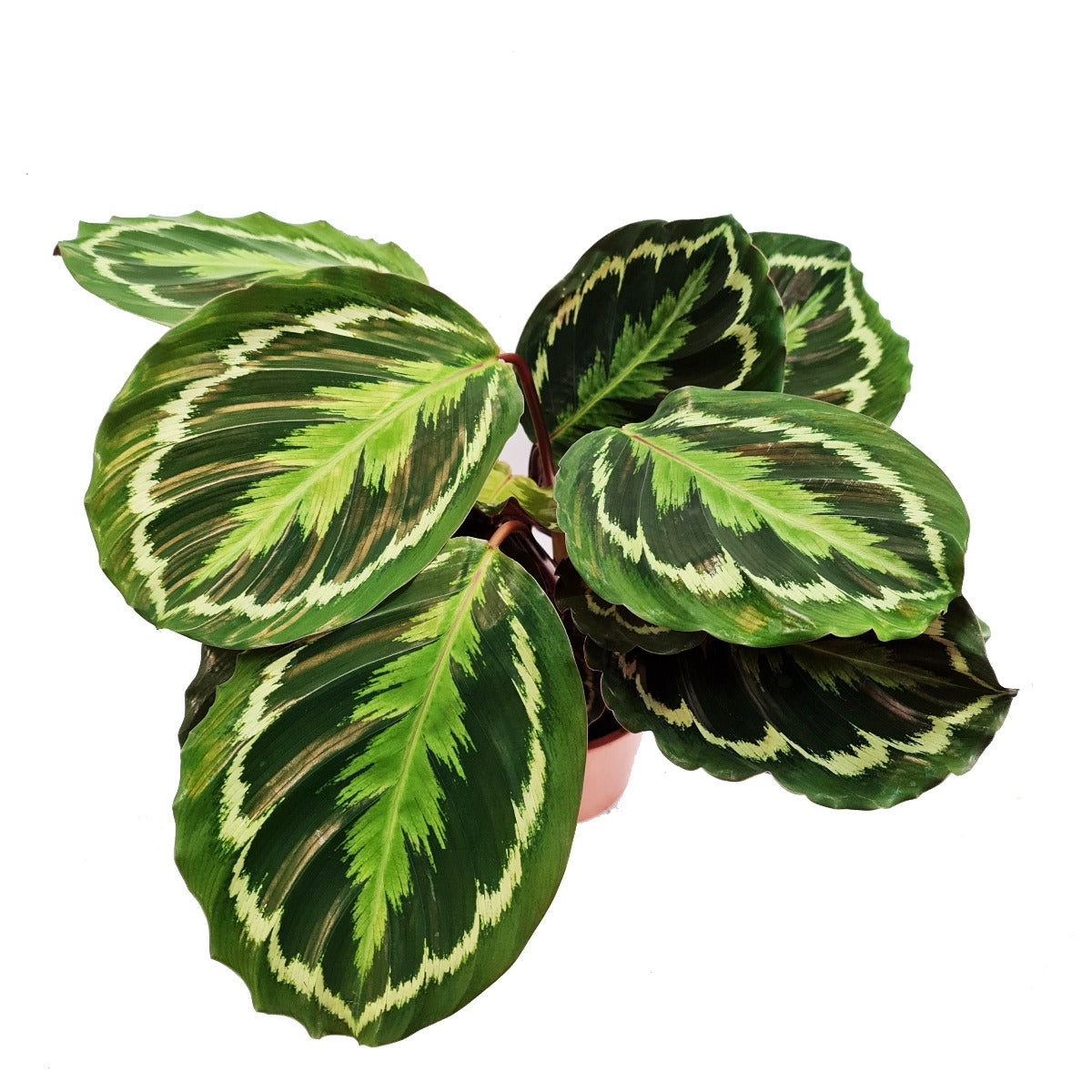 Prayer Plant | Medallion