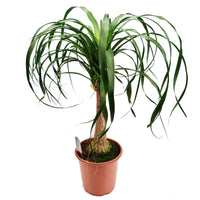 Ponytail Palm
