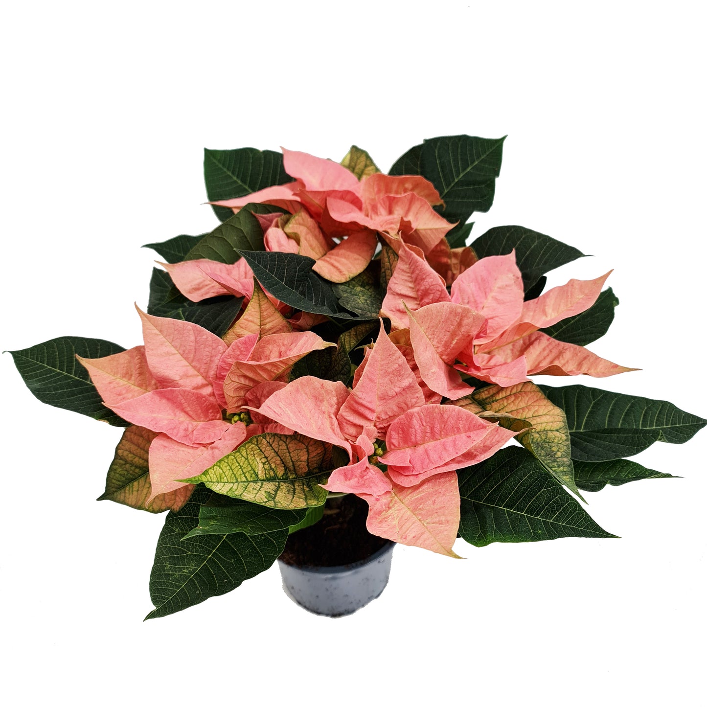 Poinsettia | Mars Marble