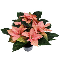 Poinsettia | Mars Marble