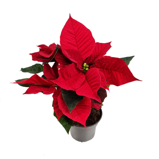 Luxury Poinsettia | Red | British Grown | Potted Houseplants