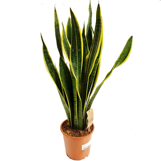 Snake Plant | Laurentii | Air Purifying Plants