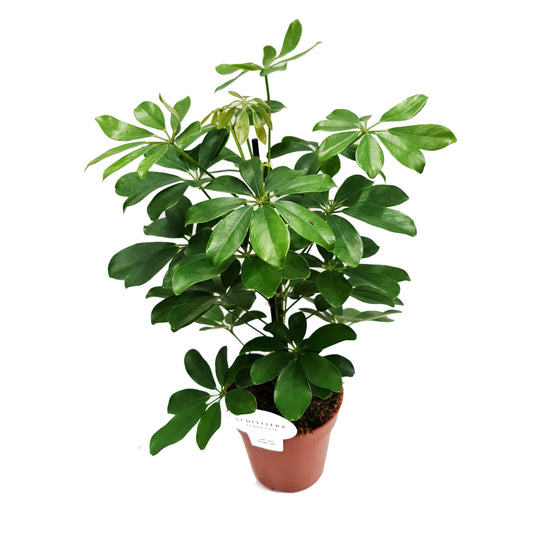 Umbrella Tree | Nora | Perfect Plants for Under £30