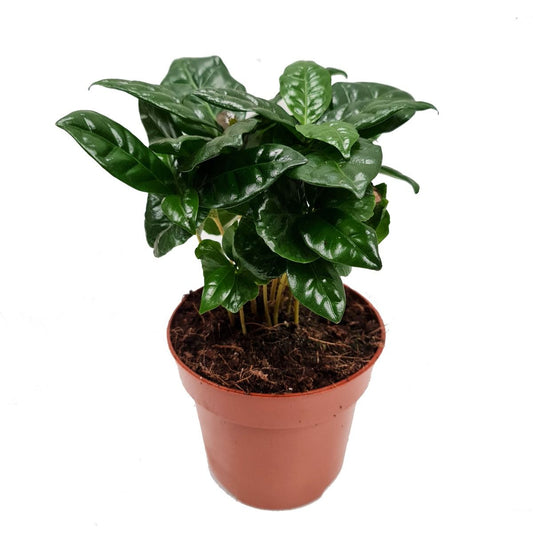 Coffee Plant | Arabica | Easy Care Houseplants