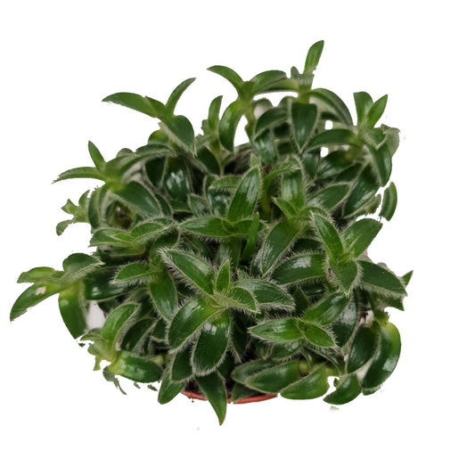 Wandering Dude | White Velvet | Hard To Find | Potted Houseplants