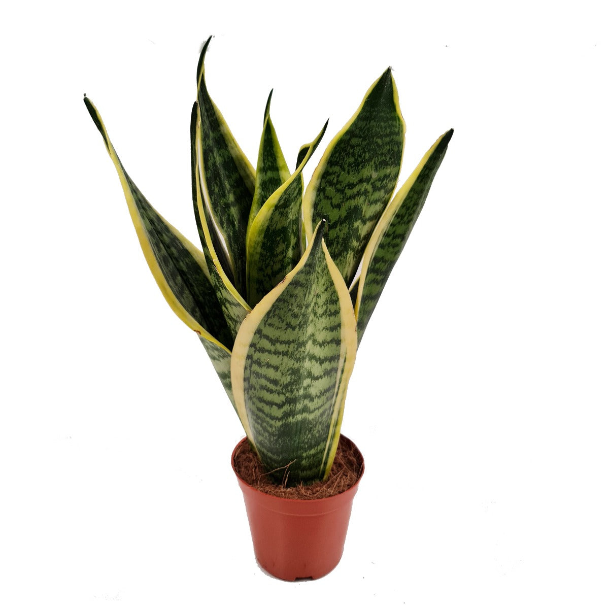 Snake Plant | Laurentii