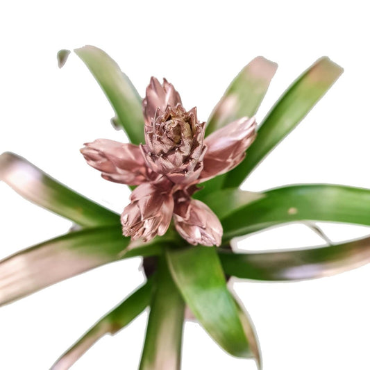 Bromeliad | Copper Candy | Potted Houseplants