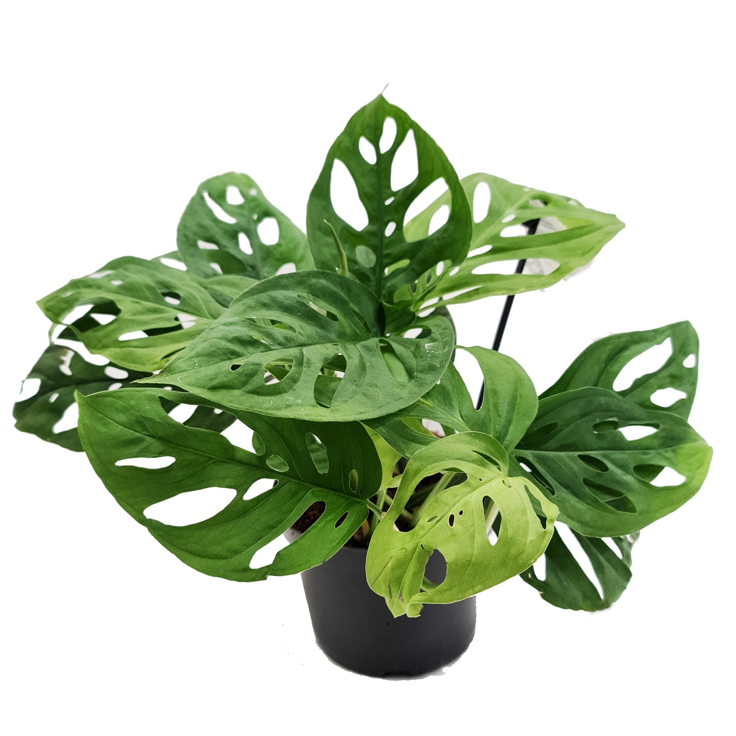 Monstera | Monkey Mask