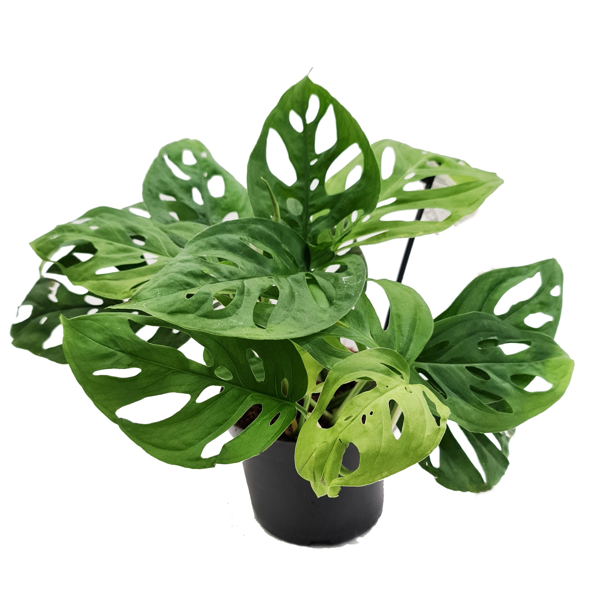 Monstera | Monkey Mask