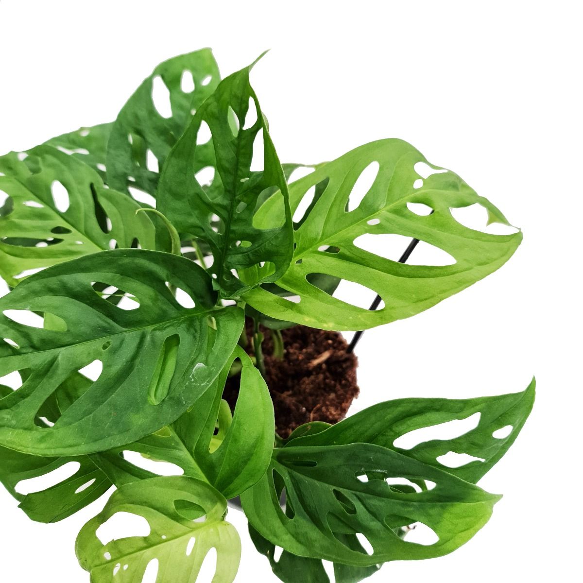 Monstera | Monkey Mask