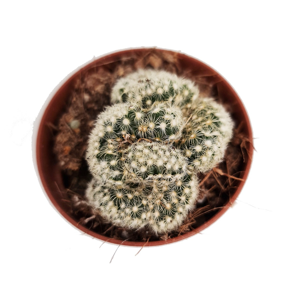 Brain Cactus | Hard To Find